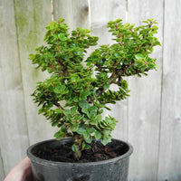 Dwarf Pagoda Japanese Holly - Ilex crenata 'Dwarf Pagoda'
