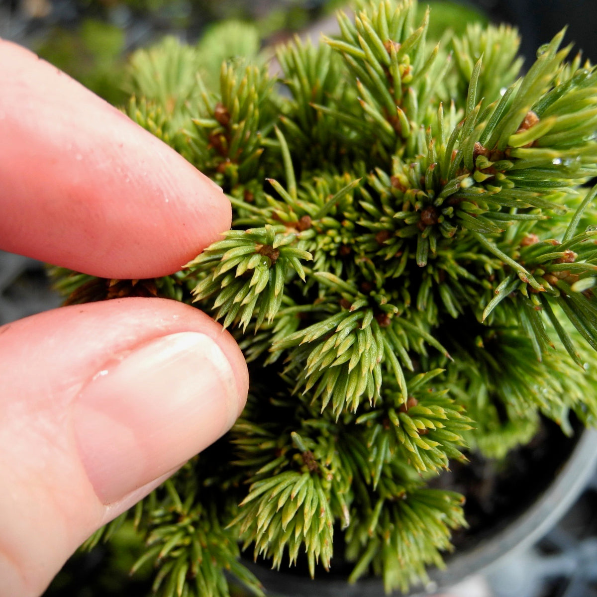 Elf Dwarf Alberta Spruce - Picea glauca 'Elf'