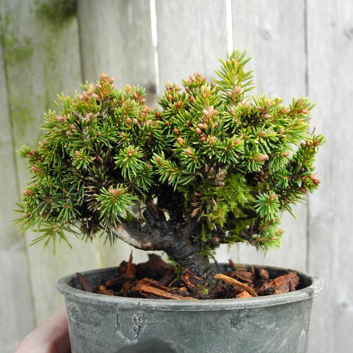 Jessy Miniature Norway Spruce - Picea abies 'Jessy'
