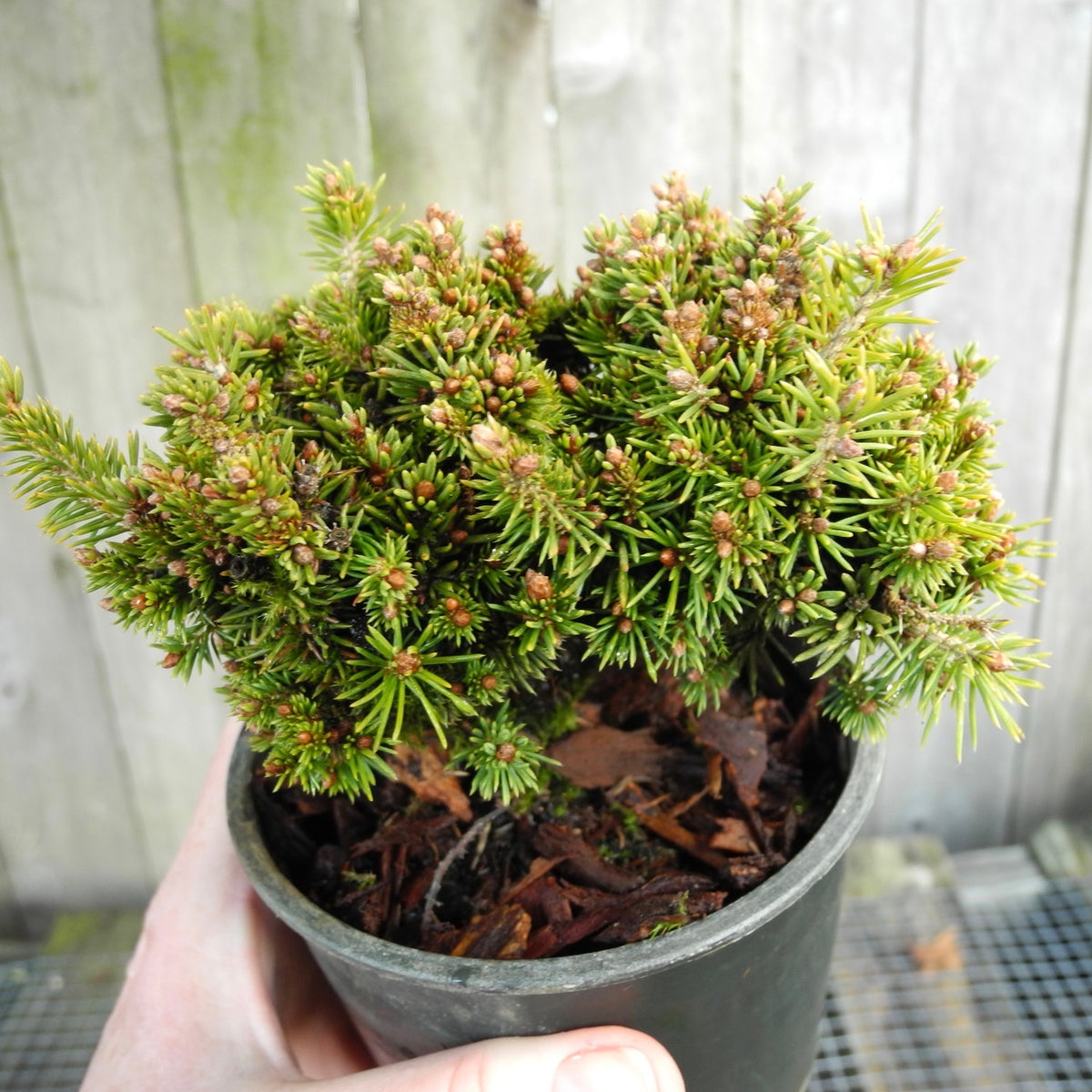 Jessy Miniature Norway Spruce - Picea abies 'Jessy'