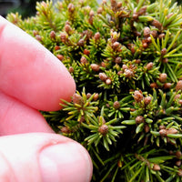 Jessy Miniature Norway Spruce - Picea abies 'Jessy'