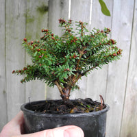 Loowit Japanese Hemlock - Tsuga diversifolia 'Loowit'