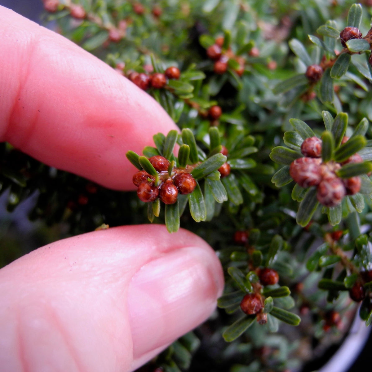 Loowit Japanese Hemlock - Tsuga diversifolia 'Loowit'