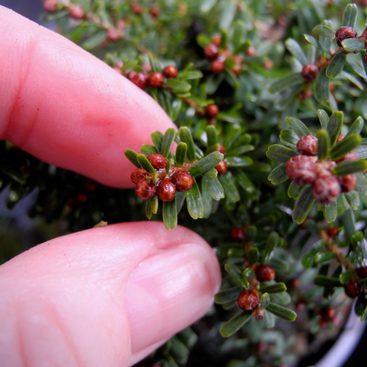 Loowit Japanese Hemlock - Tsuga diversifolia 'Loowit'
