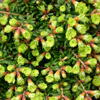 Loowit Japanese Hemlock - Tsuga diversifolia 'Loowit'