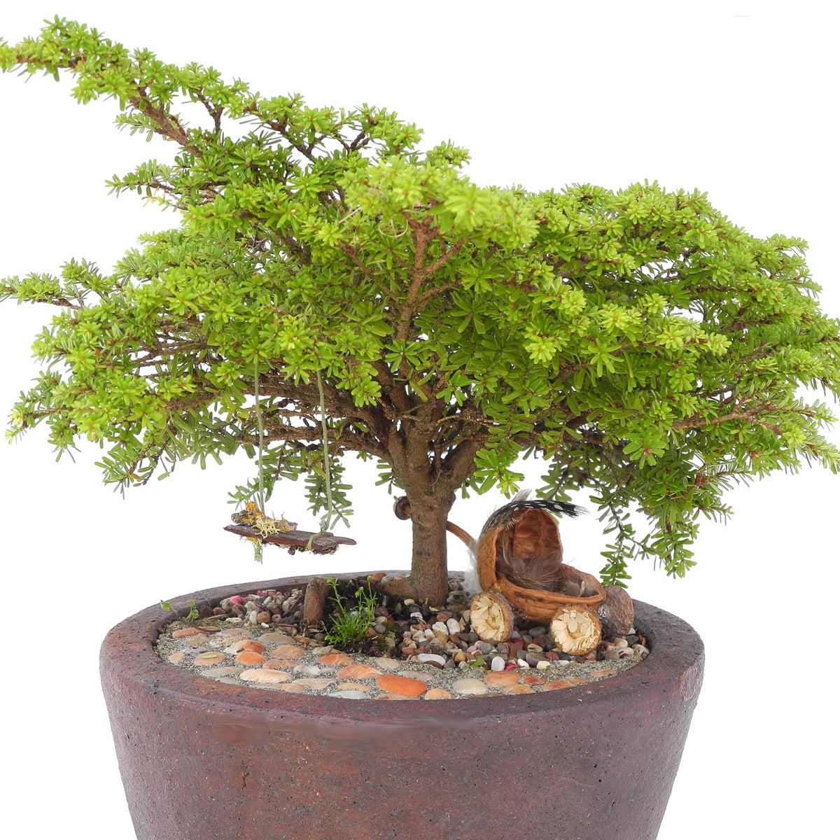 Loowit Japanese Hemlock - Tsuga diversifolia 'Loowit'