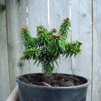 Piccolo Balsam Fir - Abies balsamea 'Piccolo'