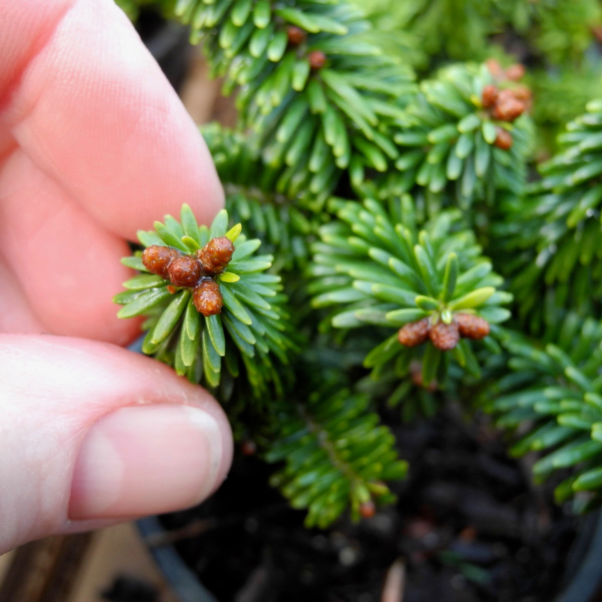Piccolo Balsam Fir - Abies balsamea 'Piccolo'