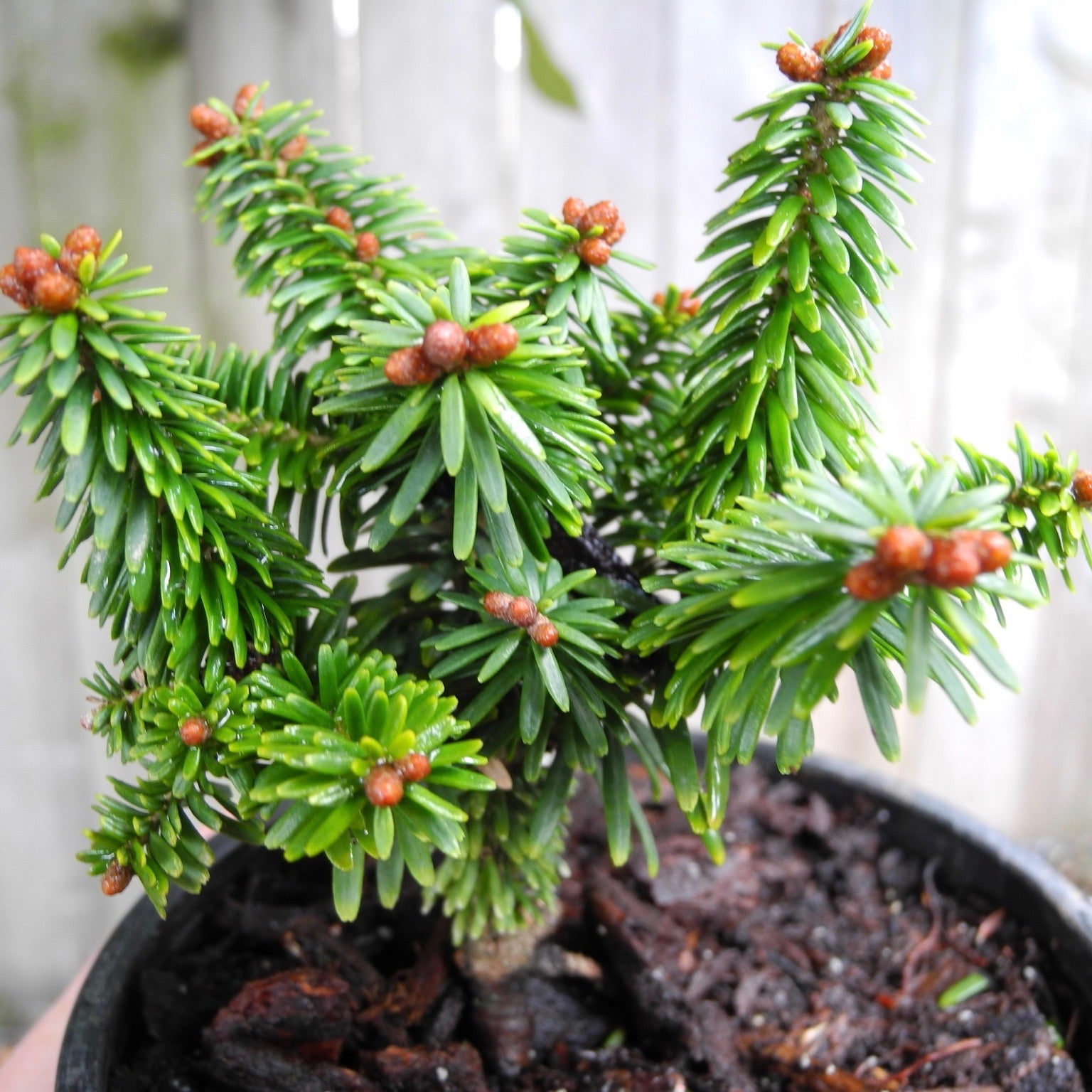 Piccolo Balsam Fir - Abies balsamea 'Piccolo'