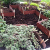 Miniature Garden Supply: Border, 10ft