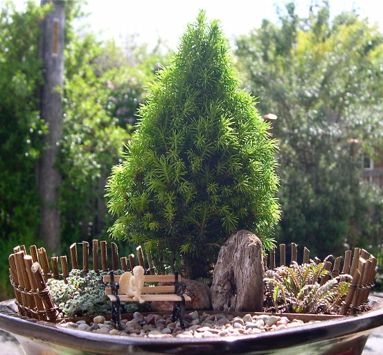 Pixie Dust Dwarf Alberta Spruce  - Picea glauca 'Pixie Dust'