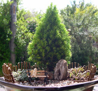 Pixie Dust Dwarf Alberta Spruce  - Picea glauca 'Pixie Dust'
