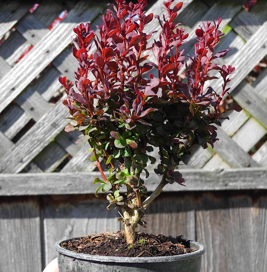 Concorde Japanese Barberry - Berberis thunbergii 'Concorde'