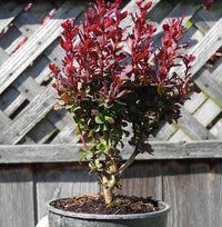 Concorde Japanese Barberry - Berberis thunbergii 'Concorde'