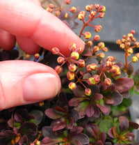 Concorde Japanese Barberry - Berberis thunbergii 'Concorde'