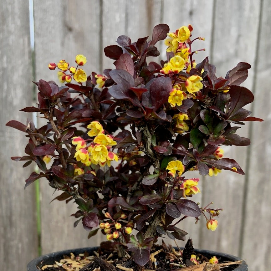 Concorde Japanese Barberry - Berberis thunbergii 'Concorde'