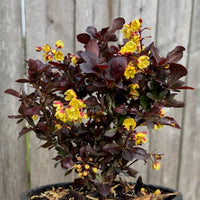 Concorde Japanese Barberry - Berberis thunbergii 'Concorde'