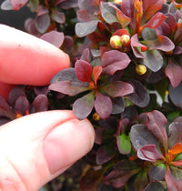 Concorde Japanese Barberry - Berberis thunbergii 'Concorde'