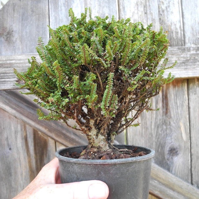 Dwarf Princess Elm - Ulmus parvifolia 'Hokkaido'