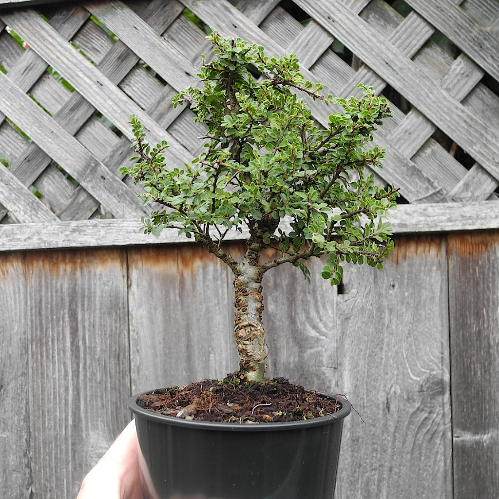 Seiju Dwarf Lacebark Elm ~ Pre-Bonsai Size ~ Ulmus parvifolia 'Seiju'