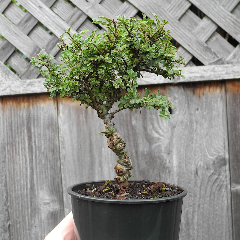 Seiju Dwarf Lacebark Elm ~ Pre-Bonsai Size ~ Ulmus parvifolia 'Seiju'