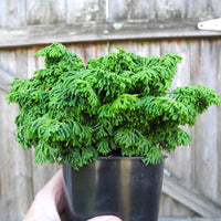Little John Hinoki Cypress - Chamaecyparis obtusa 'Little John'