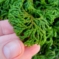 Little John Hinoki Cypress - Chamaecyparis obtusa 'Little John'