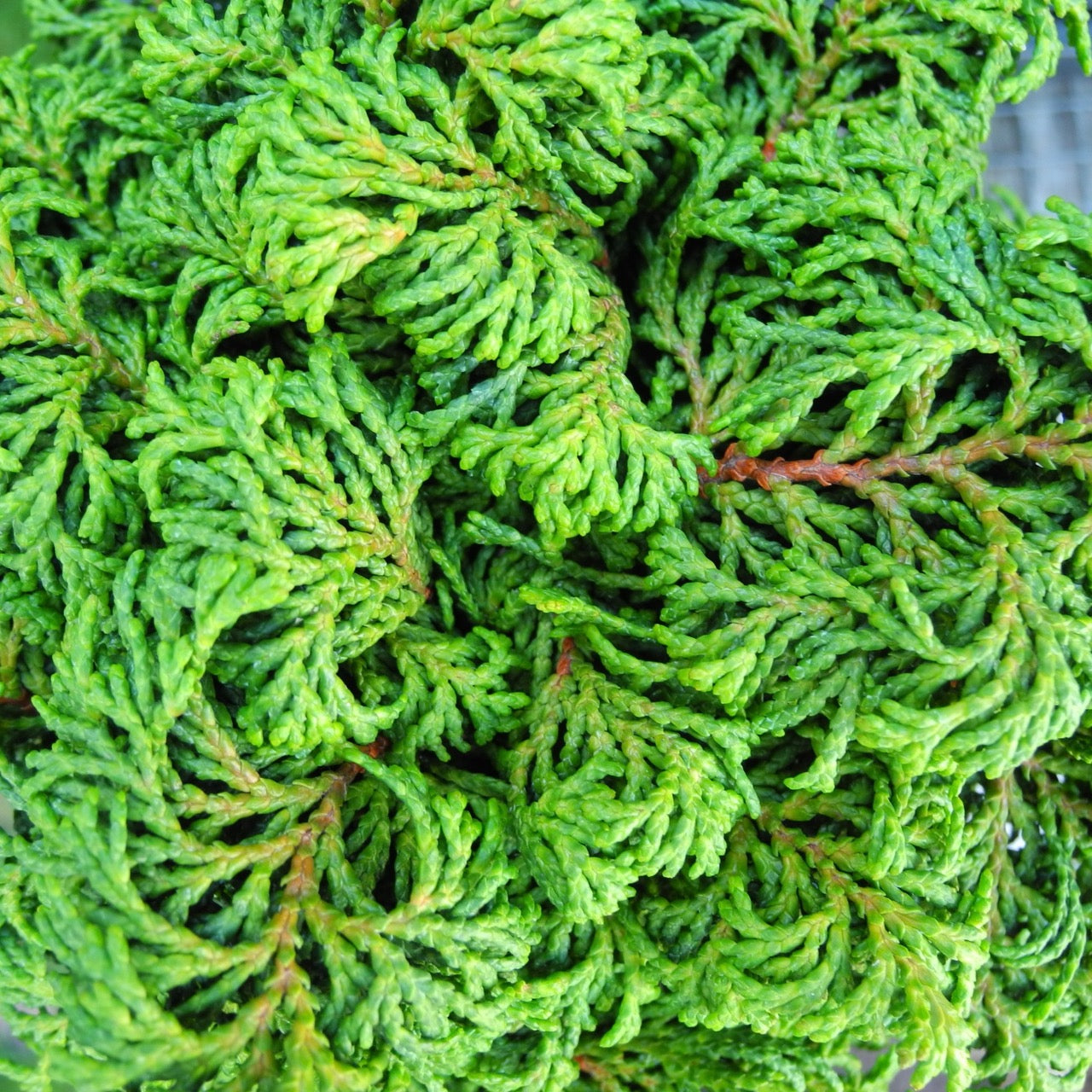 Little John Hinoki Cypress - Chamaecyparis obtusa 'Little John'