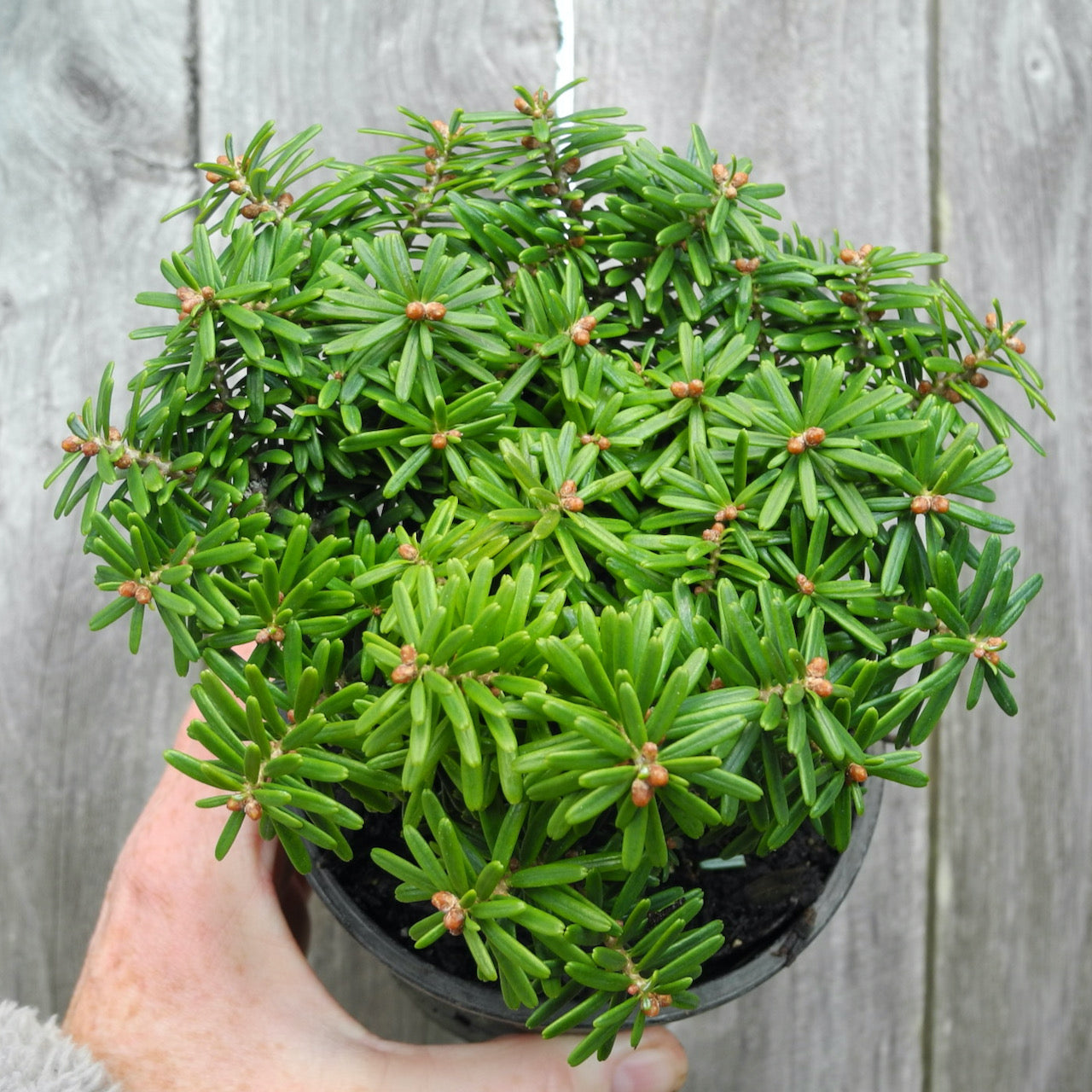 Cis Dwarf Korean Fir - Abies koreana 'Cis'