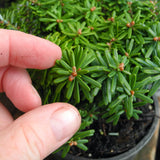 Cis Dwarf Korean Fir - Abies koreana 'Cis'