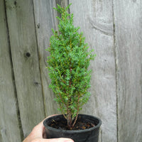 Compress Juniper - Juniperus communis 'Compressa'
