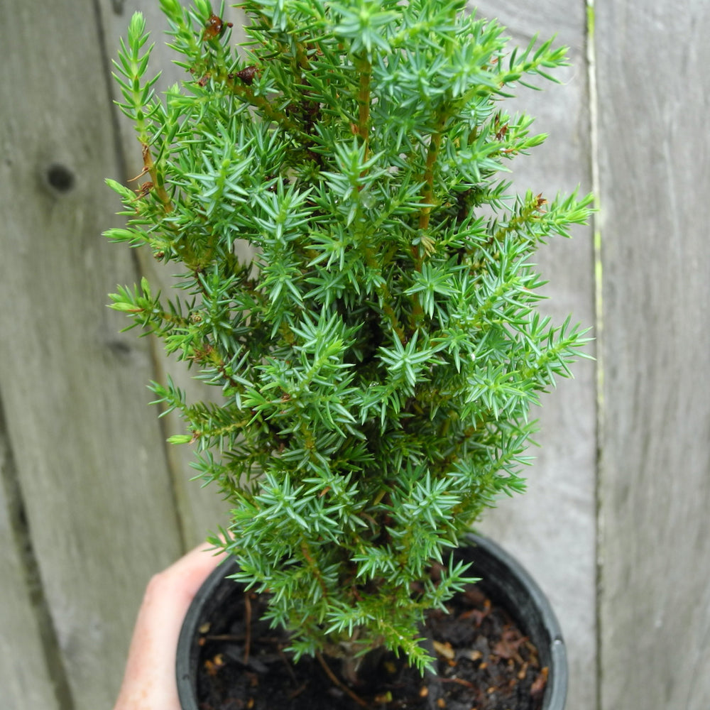 Miniature Garden Tree Juniper - Juniperus communis 'Compressa' – Two ...