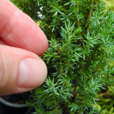 Compress Juniper - Juniperus communis 'Compressa'