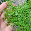 Corsican Mint - Mentha requienii