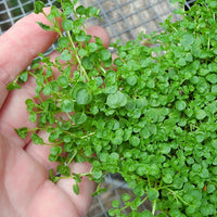 Corsican Mint - Mentha requienii