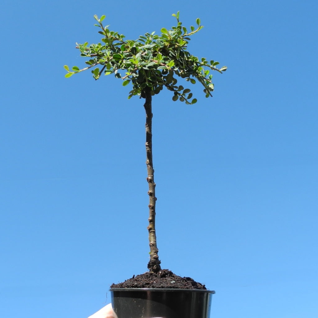 Strieb's Findling Cotoneaster on Standard - Cotoneaster dammeri 'Strieb's Findling'