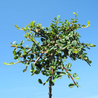 Strieb's Findling Cotoneaster on Standard - Cotoneaster dammeri 'Strieb's Findling'