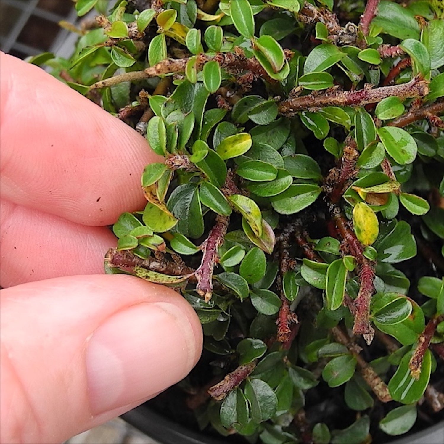 Tom Thumb Cotoneaster - Cotoneaster apiculata 'Tom Thumb'
