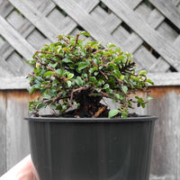 Tom Thumb Cotoneaster - Cotoneaster apiculata 'Tom Thumb'