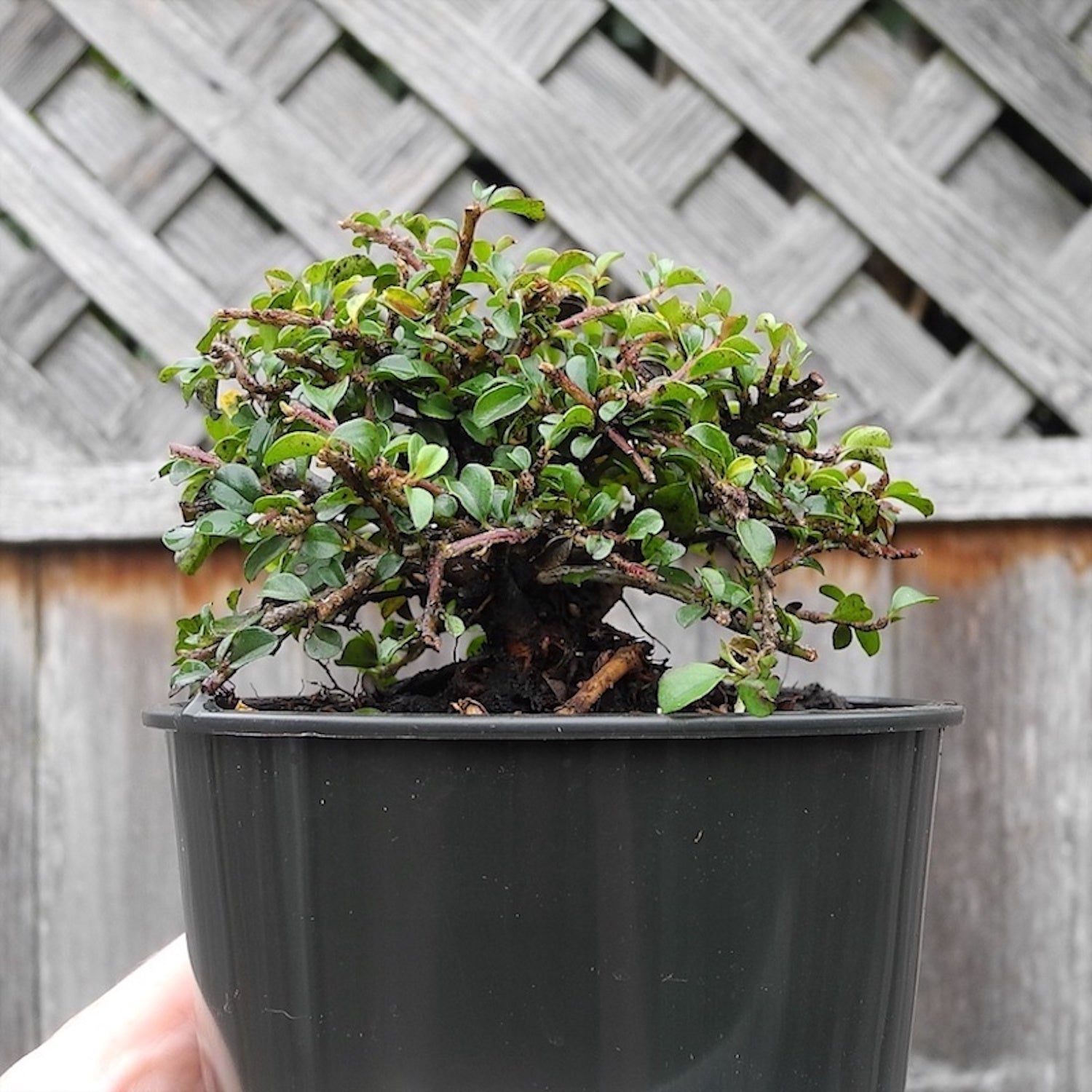 Tom Thumb Cotoneaster - Cotoneaster apiculata 'Tom Thumb'