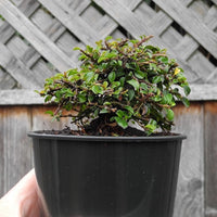 Tom Thumb Cotoneaster - Cotoneaster apiculata 'Tom Thumb'