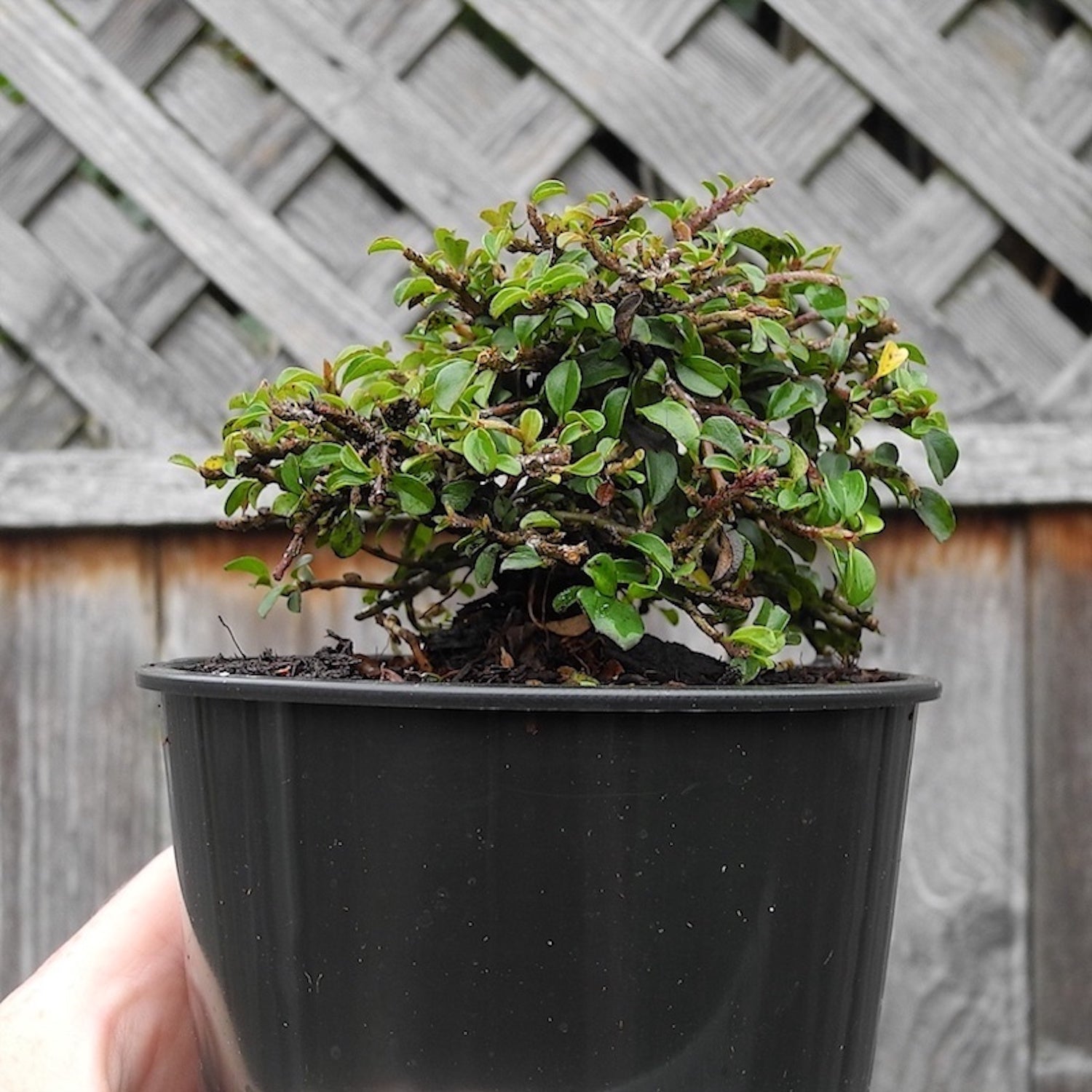 Tom Thumb Cotoneaster - Cotoneaster apiculata 'Tom Thumb'