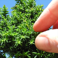 Tansu Japanese Cedar - Cryptomeria japonica 'Tansu'