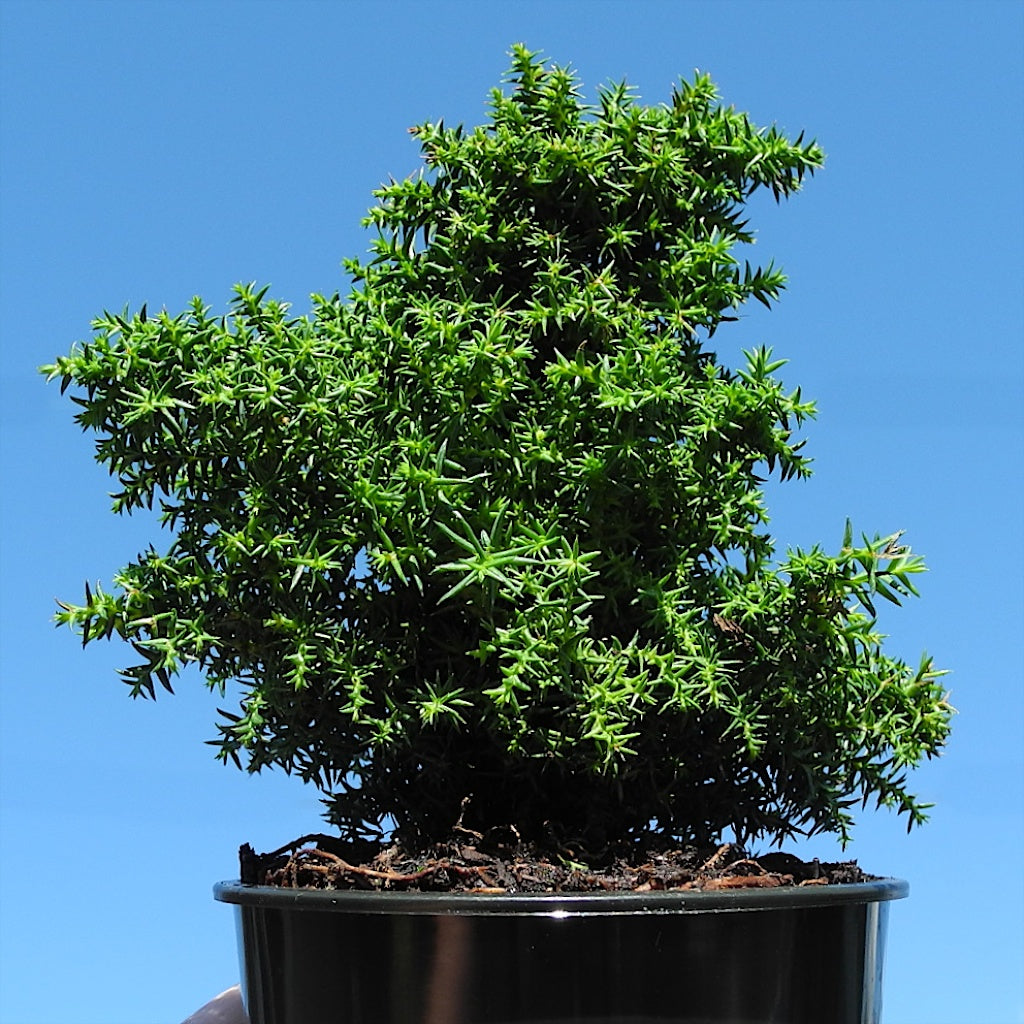 Miniature Garden Dwarf Tansu Japanese Cedar Cryptomeria japonica