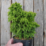 Twinkle Toes Japanese Cedar - Cryptomeria japonica 'Twinkle Toes'