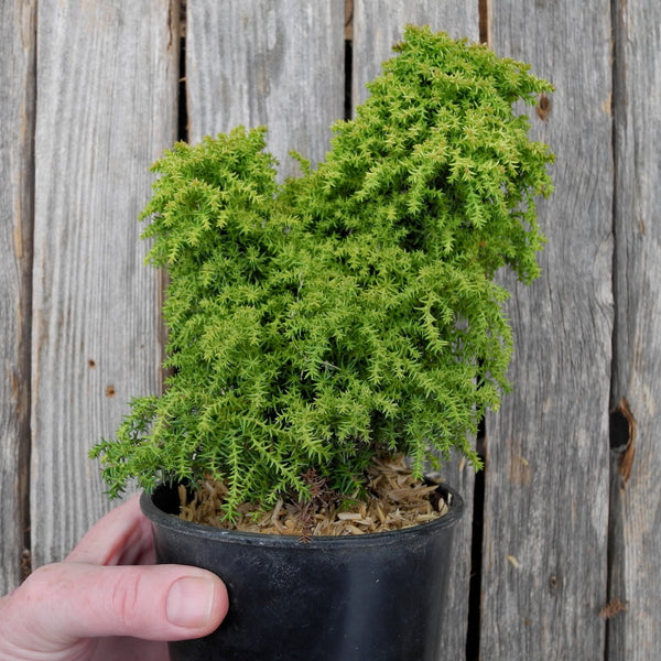 Miniature Garden Dwarf Twinkle Toes Japanese Cedar - Cryptomeria