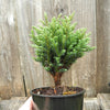 Blue Moon Sawara Cypress - Chameacyparis pisifera 'Blue Moon'
