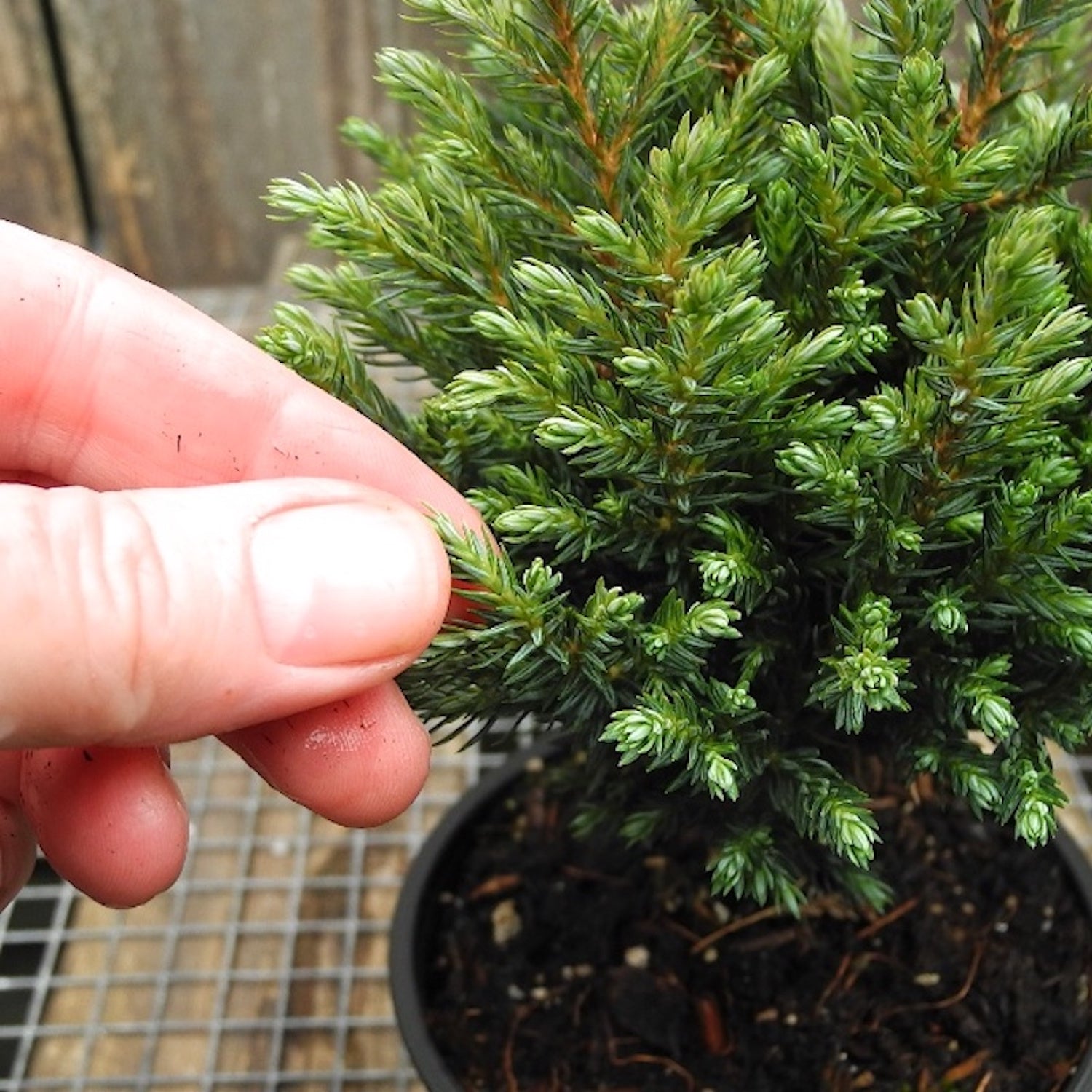 Blue Moon Sawara Cypress - Chameacyparis pisifera 'Blue Moon'