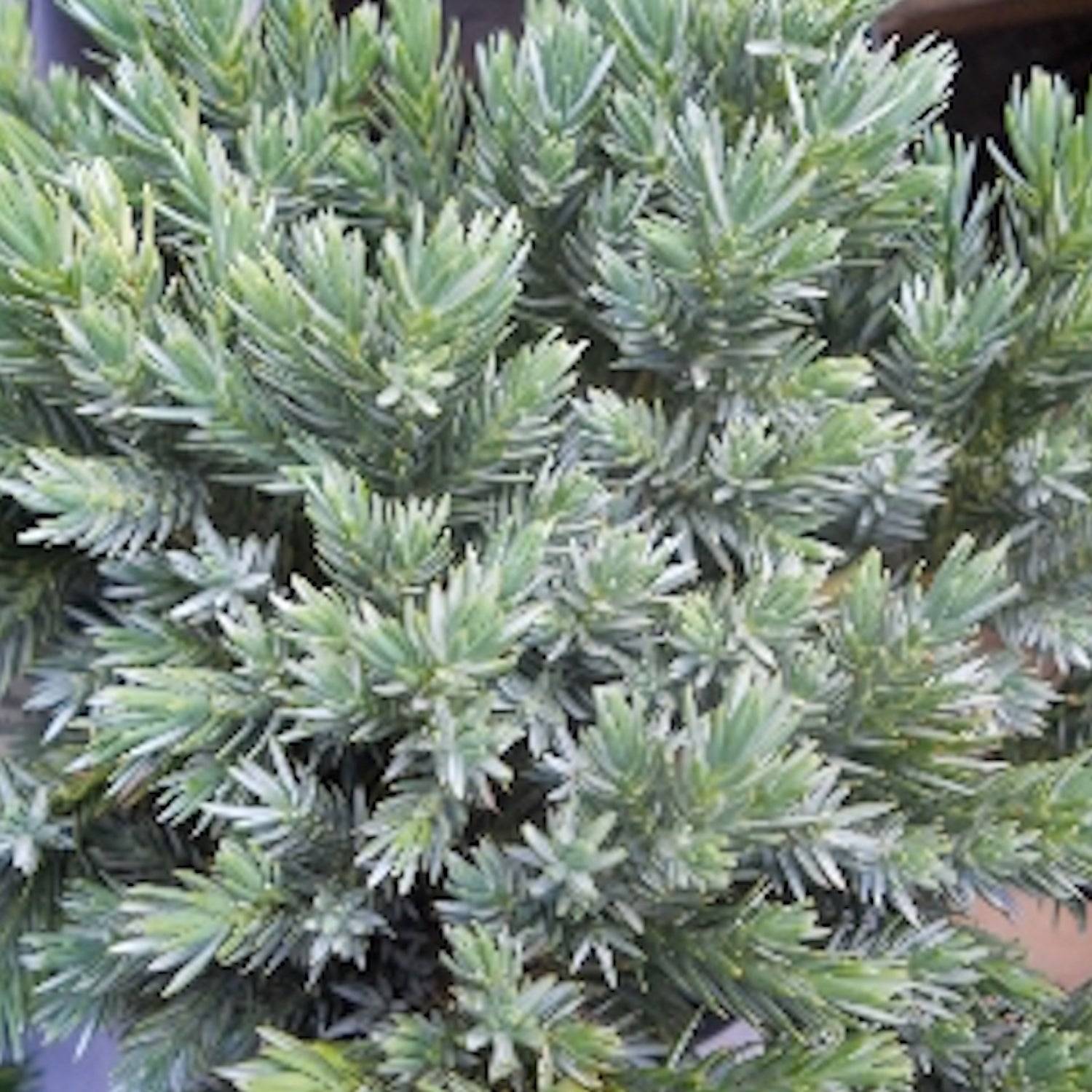 Blue Moon Sawara Cypress - Chameacyparis pisifera 'Blue Moon'