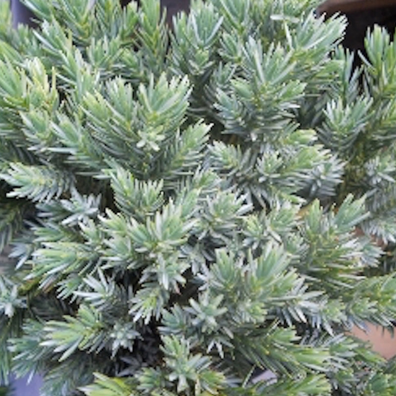 Blue Moon Sawara Cypress - Chameacyparis pisifera 'Blue Moon'